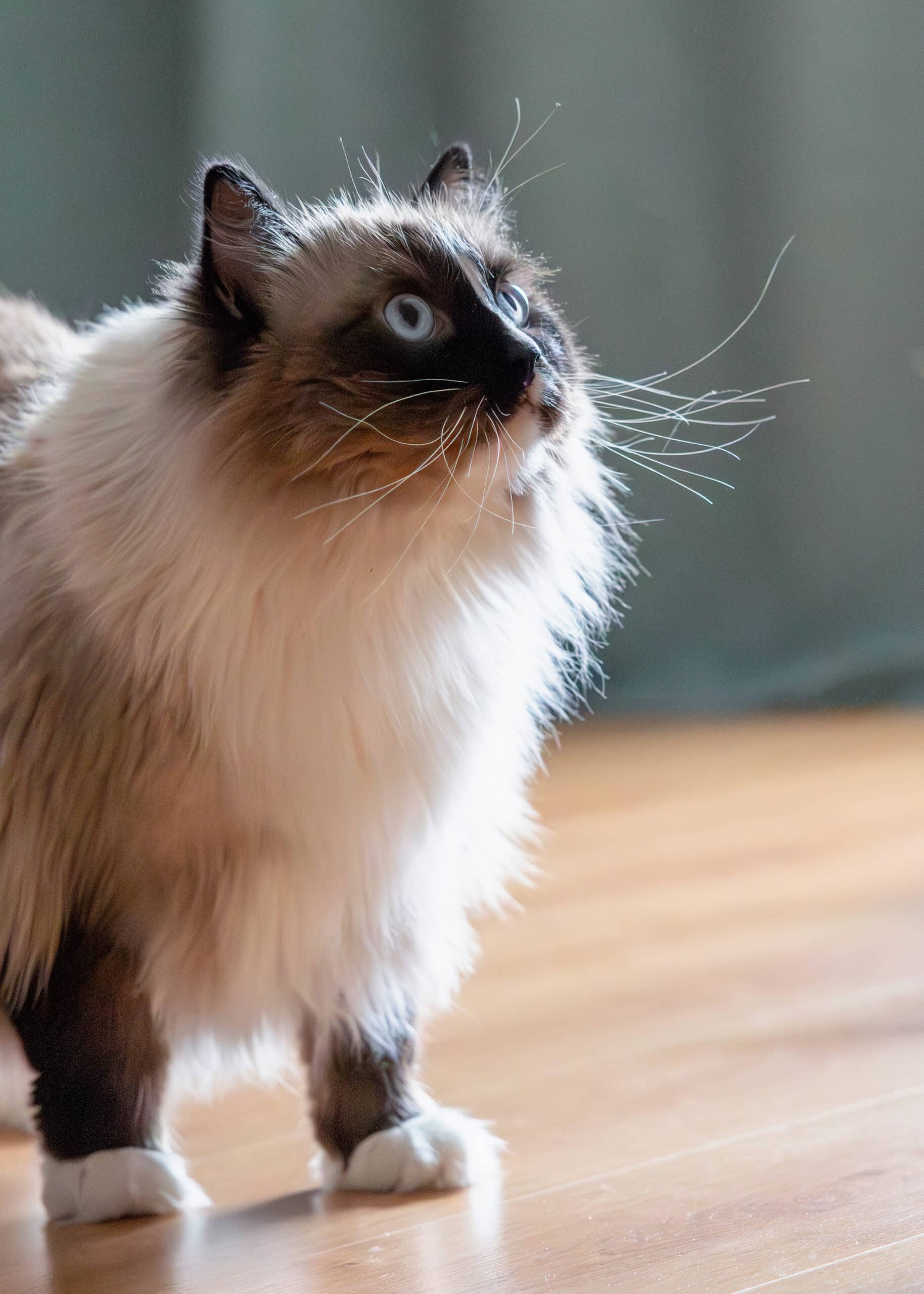 Magnifique chat Ragdoll aux yeux bleus et au long poil blanc et brun, regardant vers le haut avec des moustaches fines illuminées par la lumière.