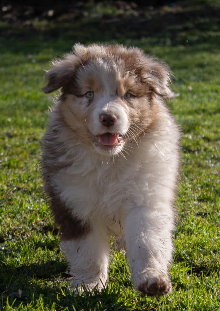 Chiot Australian Shepherd Roux Yeux Bleus Joyeux Courant Jeune chiot Australian Shepherd rouge merle aux yeux bleus courant joyeusement sur une pelouse verte et humide.