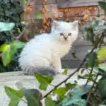 Adorable chaton blanc et bleu aux yeux perçants, assis sur une planche en bois, caché par des feuilles de lierre vert.