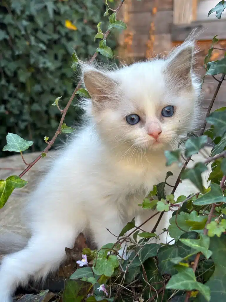 Chaton Blanc Yeux Bleus dans le Lierre du Jardin Adorable chaton blanc à poils longs et yeux bleus assis dans le lierre, regardant l'objectif avec curiosité.