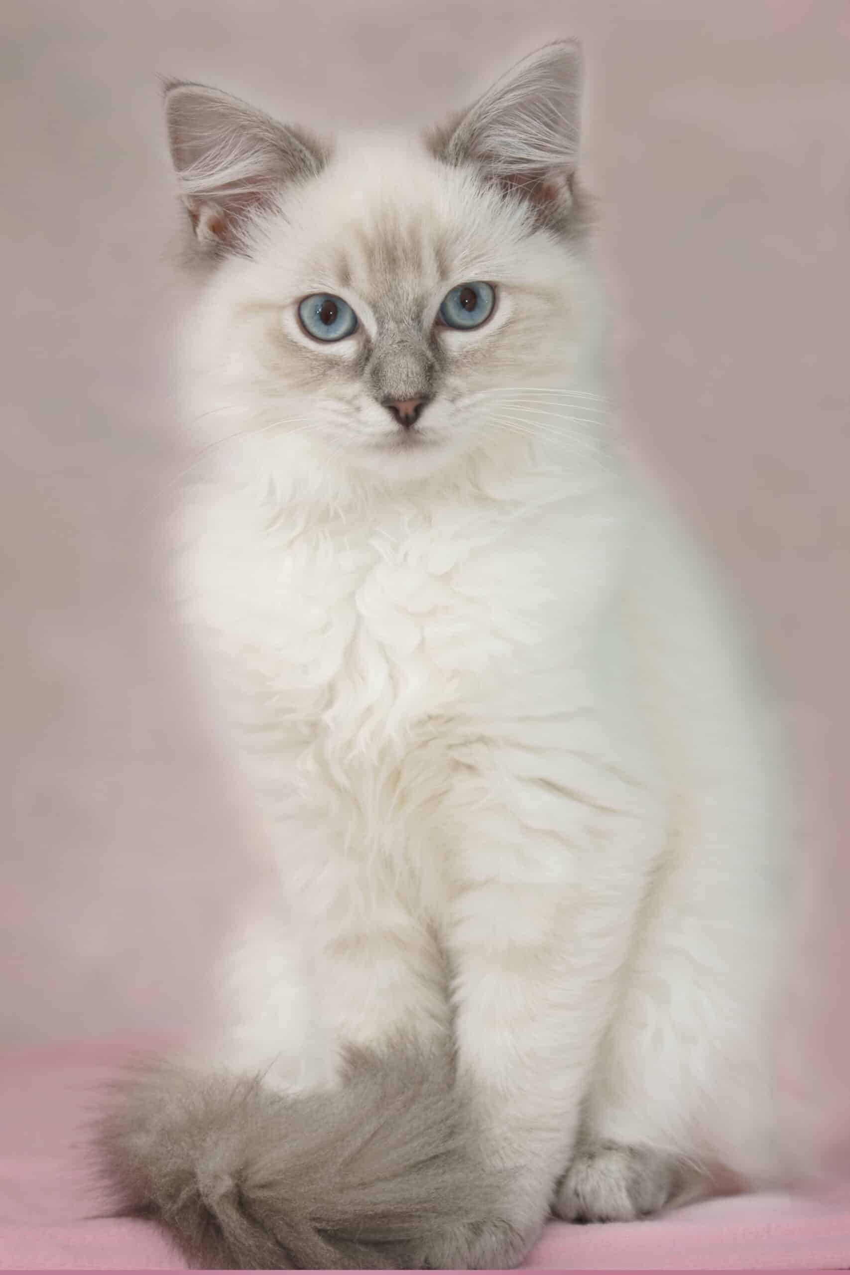 Adorable chaton Ragdoll de couleur seal point assis, aux grands yeux bleus et fourrure blanche et grise, sur fond rose doux.
