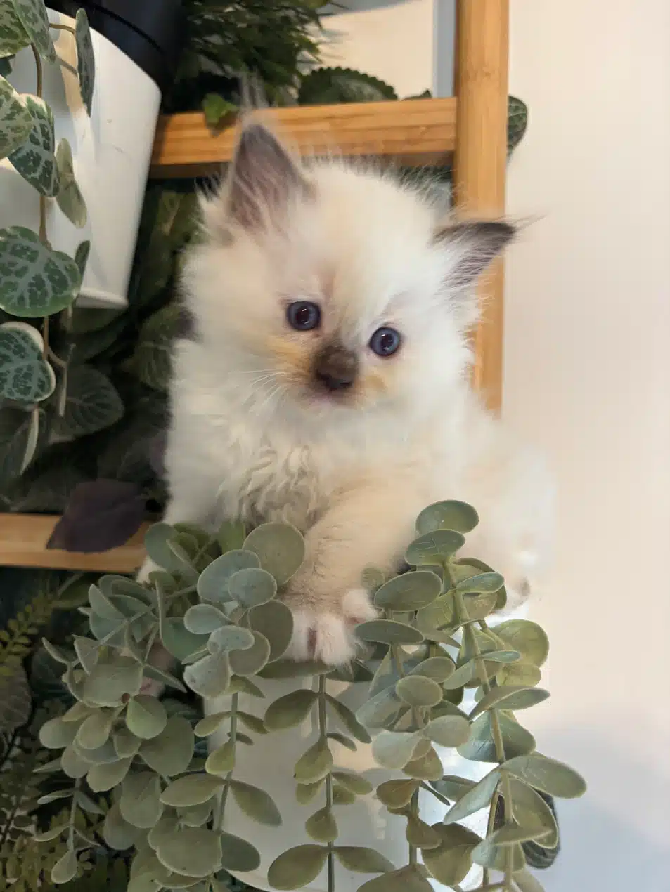 Mignon chaton Ragdoll crème aux yeux bleus perché dans une plante retombante verte, sur une étagère en bois clair.