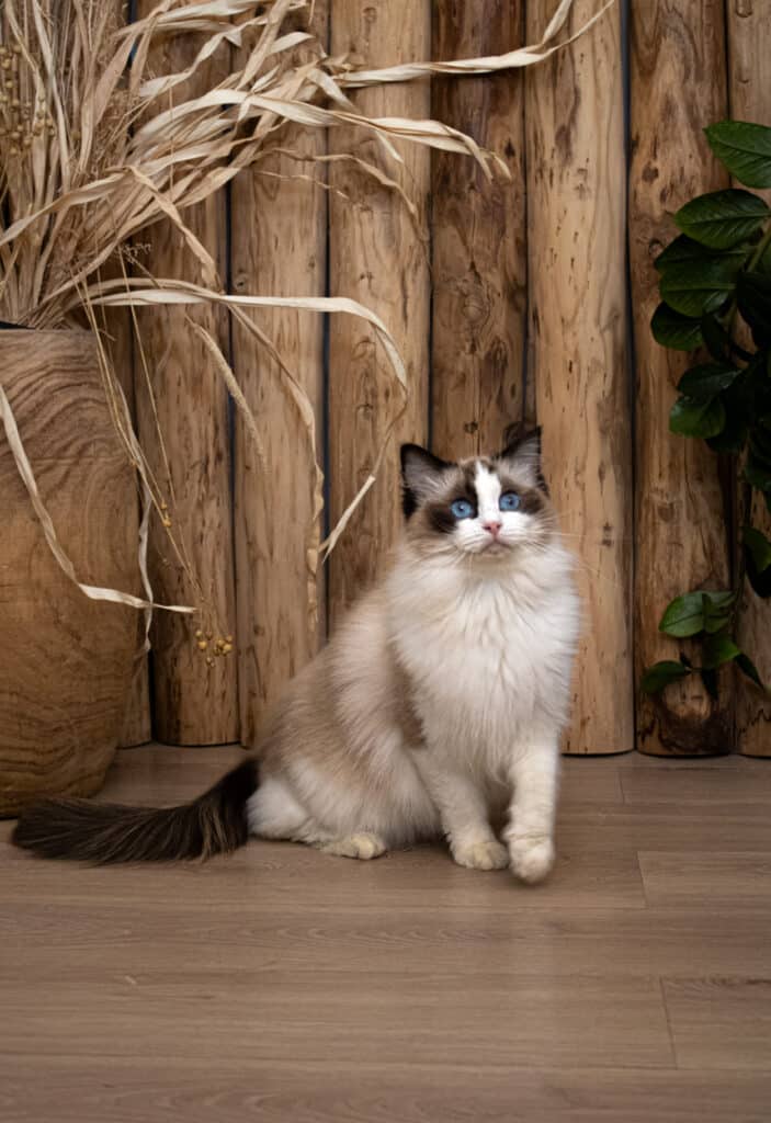 Chaton Ragdoll aux Yeux Bleus dans Décor Rustique Joli chaton Ragdoll couleur 'mitted' aux yeux bleus perçants, assis devant un décor rustique en rondins de bois et plantes sèches.