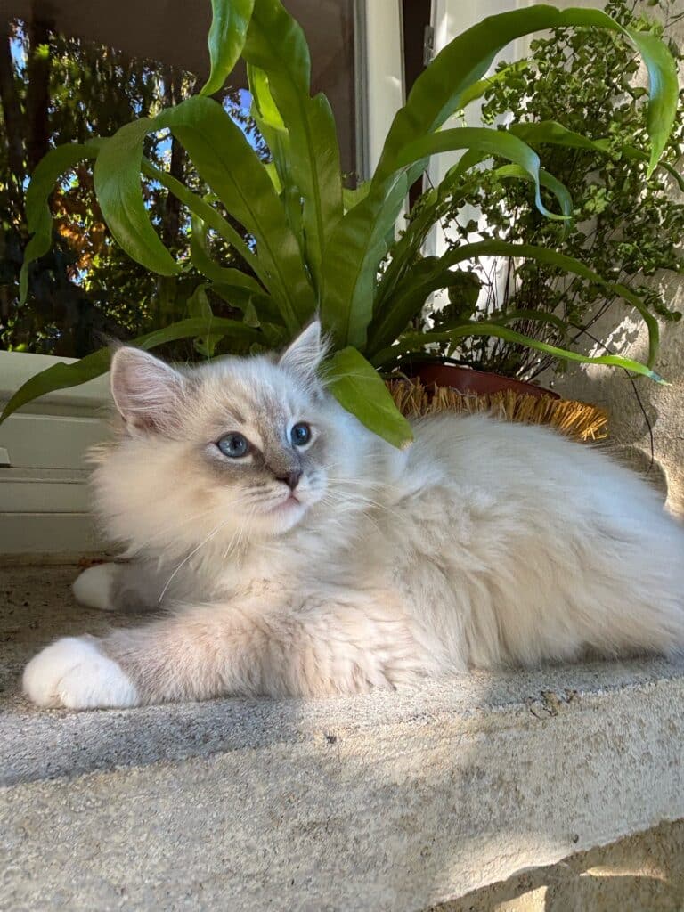 Chaton Ragdoll aux yeux bleus se prélassant au soleil Joli chaton Ragdoll crème aux yeux bleus allongé au soleil sur un rebord de fenêtre à côté de fougères.