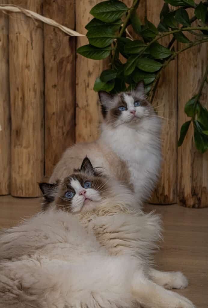 Adorable duo de chats Ragdoll aux yeux saphir Deux chats Ragdoll magnifiques aux yeux bleus, l'un couché et l'autre assis, regardant vers le haut devant un mur en bois et des feuilles vertes.