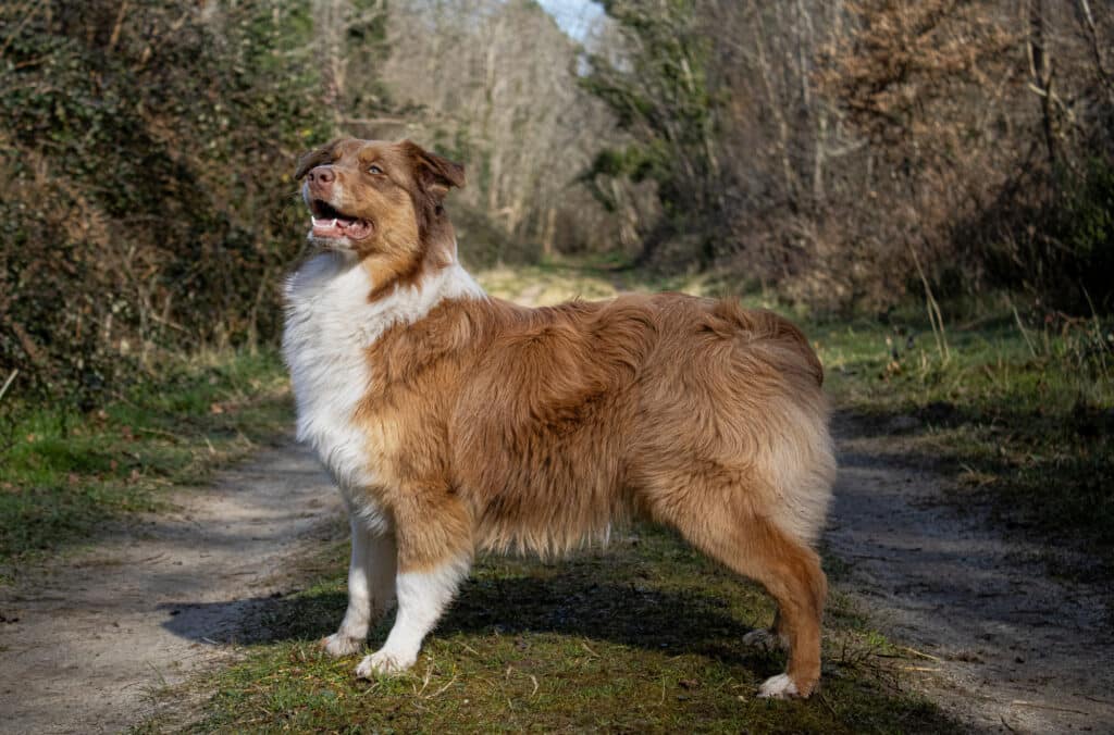 Chien Berger Australien Énergique en Promenade Naturelle Berger australien rouge et blanc, poil long, debout sur un chemin de terre bordé de verdure et d'arbres en arrière-plan.