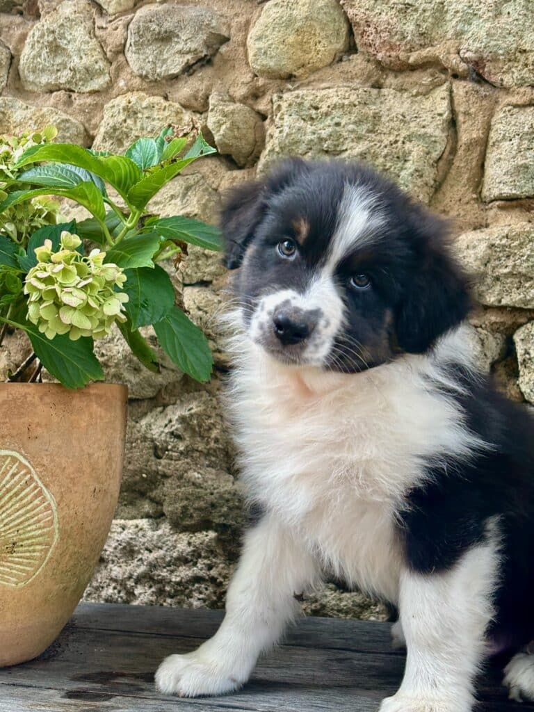 Adorable chiot noir et blanc près d'hortensia Adorable chiot noir et blanc aux yeux bleus, assis à côté d'un pot de fleurs contenant une hortensia vert pâle, devant un mur de pierres.