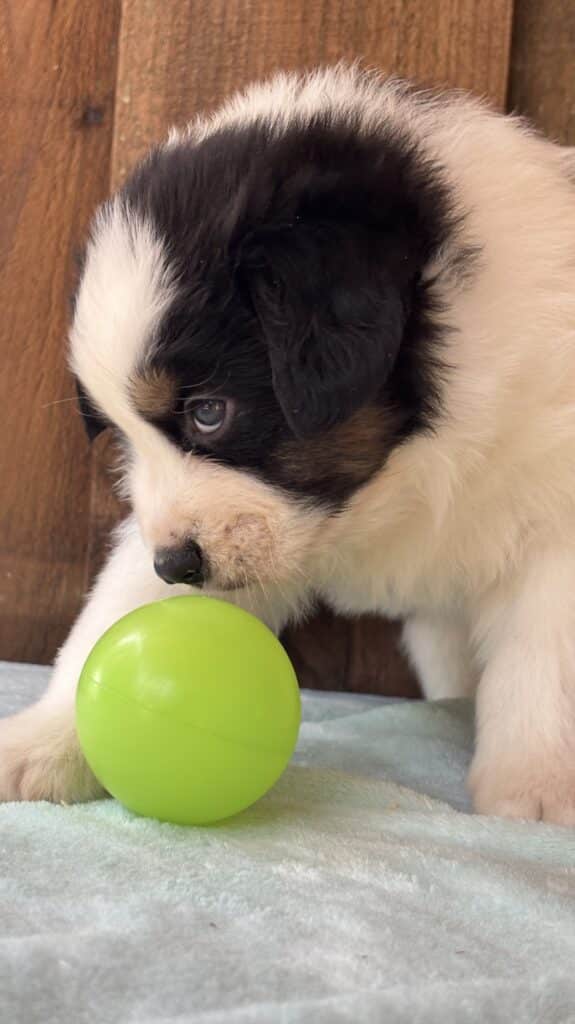 Chiot Saint-Bernard curieux joue avec balle verte Adorable chiot Saint-Bernard noir, blanc et marron fixant une petite balle verte sur une couverture douce et bleu clair.
