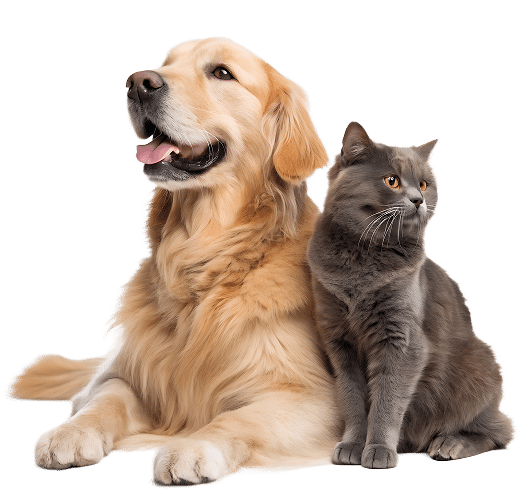 Golden retriever et chat gris : Le duo d'amis parfait Golden retriever couché à côté d'un chat gris assis, les deux animaux regardant dans des directions différentes, calmes.