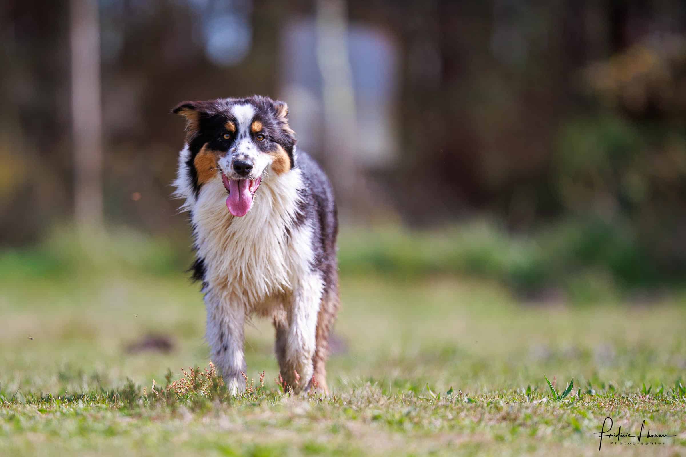 Berger australien tricolore : portrait dynamique et joyeux Portrait d'un berger australien tricolore haletant, avec pelage noir, blanc et cuivre, dans l'herbe. Photographie par Frédéric Honori.