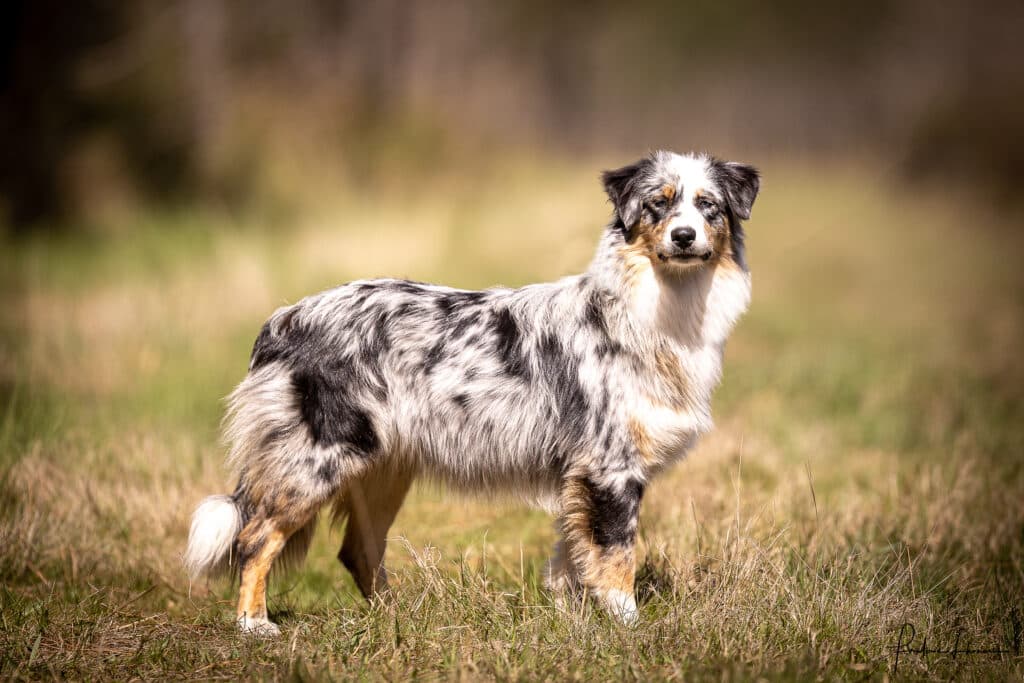 Berger Australien merle bleu debout dans un champ ensoleillé. Le chien au pelage long et fourni fixe l'objectif avec intensité.