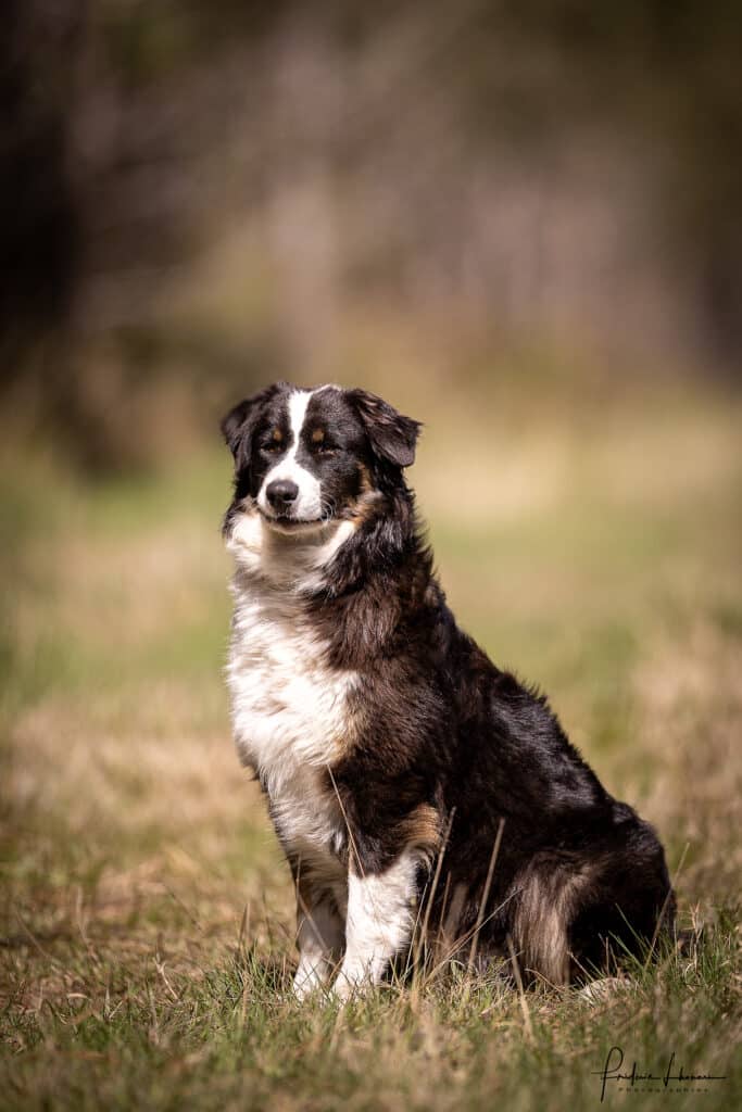 Berger Australien : portrait de chien tricolore en nature Portrait d'un Berger Australien tricolore noir et blanc, assis attentivement dans l'herbe sèche sous le soleil.