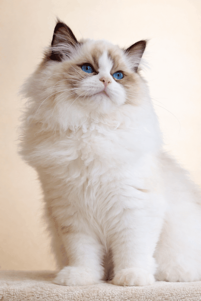 Chat Ragdoll aux yeux bleus : Beauté majestueuse et pelage blanc. Grand chat Ragdoll point au pelage blanc luxuriant. Yeux bleus saphir perçants, il est assis, regardant vers le haut avec attention.