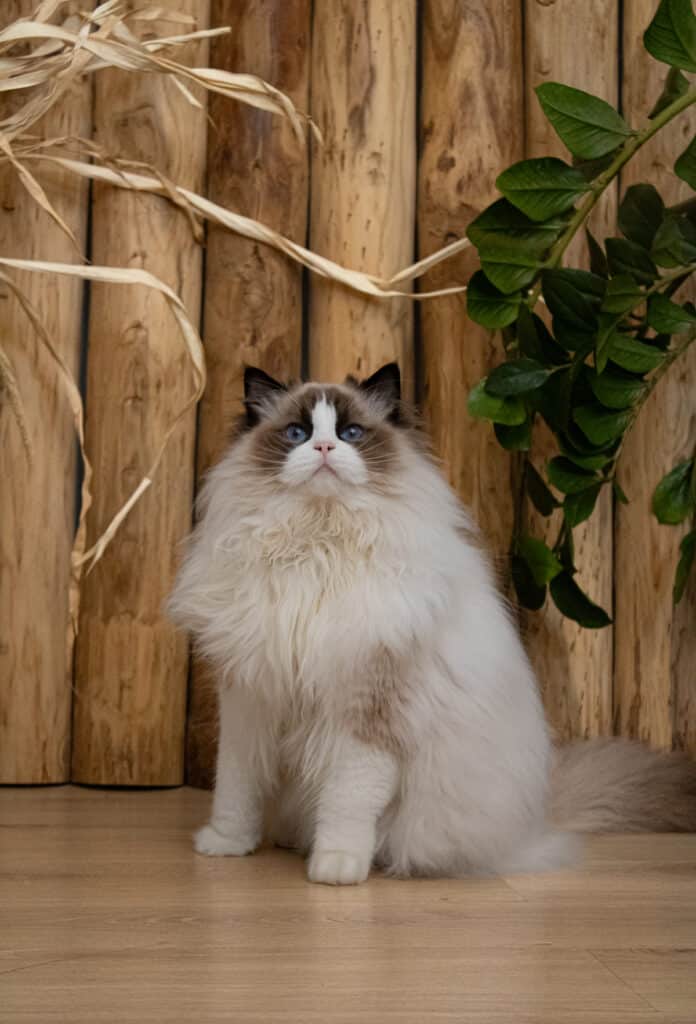 Majestueux chat Ragdoll aux yeux bleus, le pelage long et blanc, posant devant un mur de rondins de bois rustiques et des plantes.