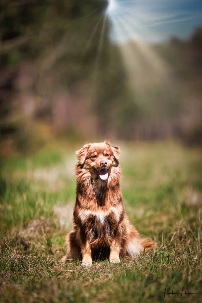 Chien roux : portrait lumineux d'un berger sous le soleil Portrait de chien berger roux et blanc assis dans l'herbe verte, souriant avec la langue sortie, baigné de rayons solaires.