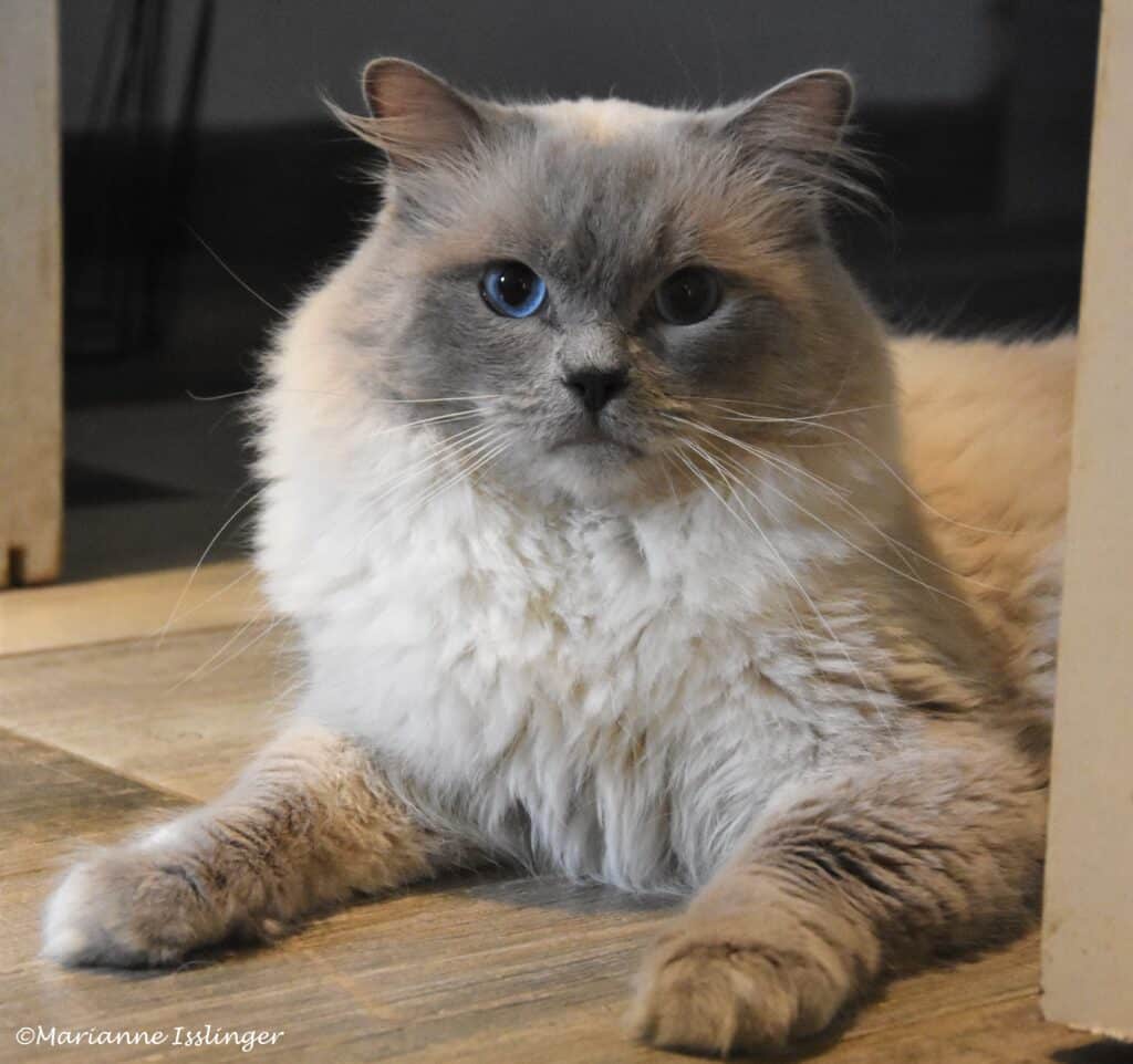 Chat Ragdoll aux yeux bleus: Un portrait majestueux Ragdoll à longs poils, pelage crème et gris, couché sur le sol. Il fixe la caméra avec ses grands yeux bleus. ©Marianne Isslinger.