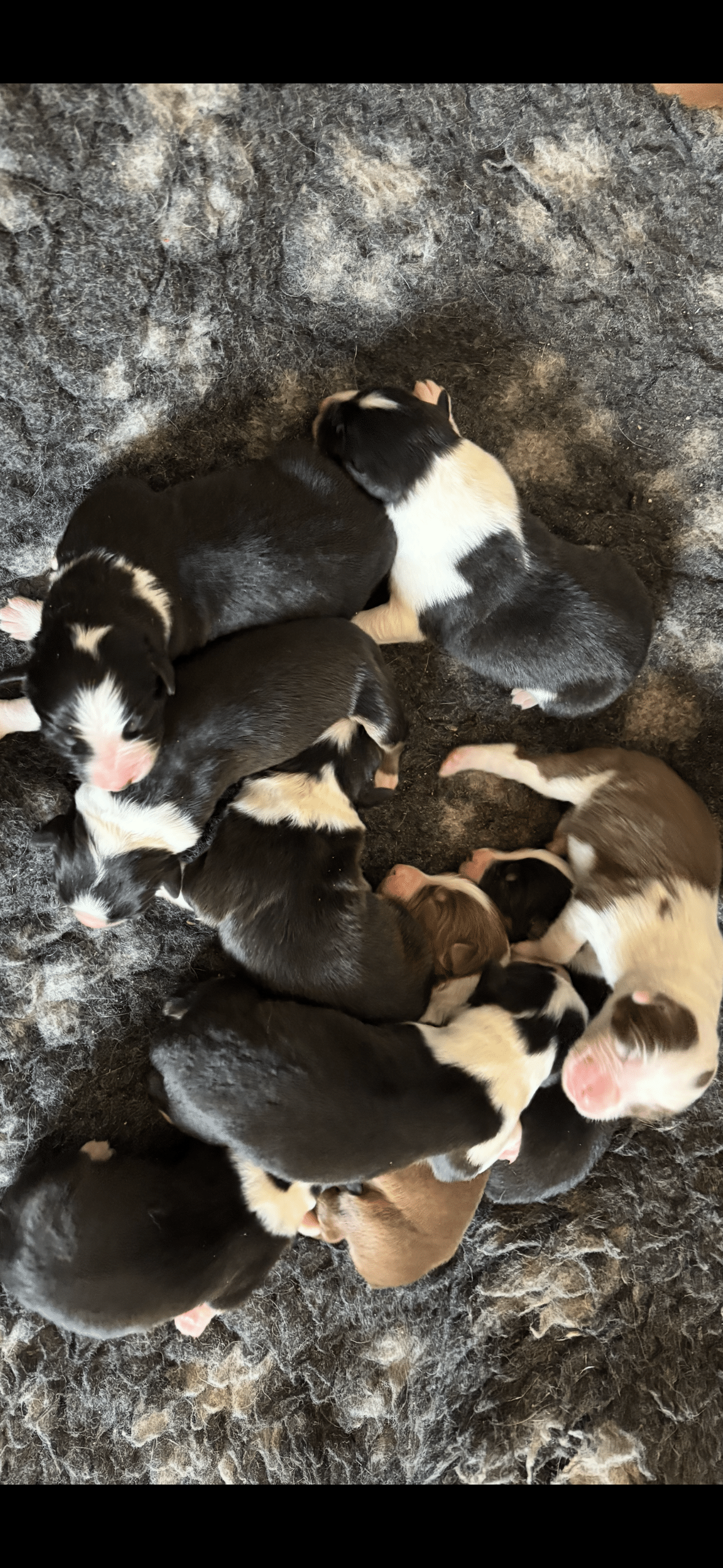 bulldog-1224267_1280