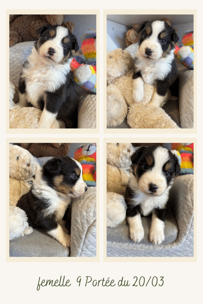 Chiot femelle 9 berger australien tricolore entouré de peluches, portée du 20/03.
