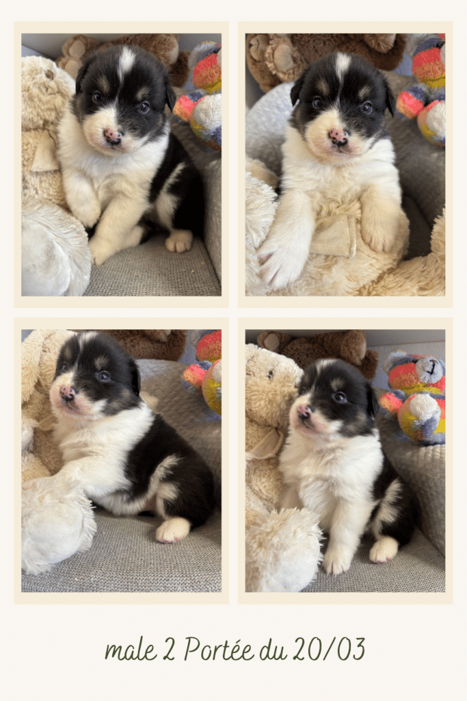 Chiot tricolore noir et blanc, mâle 2 de la portée du 20/03, entouré de peluches.