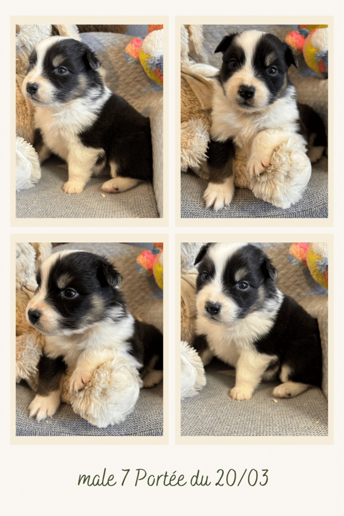 Chiot mâle 7 de la portée du 20/03. Petit chien noir et blanc aux yeux foncés entouré de peluches.