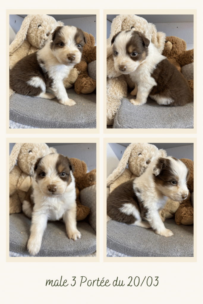 Chiot Berger Australien mâle 3, portée du 20/03. Pelage marron et blanc, assis parmi des peluches avec un regard doux.