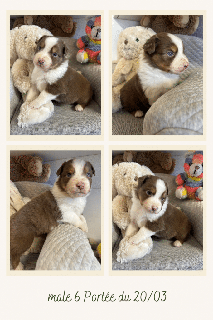 Chiot Berger Australien mâle brun et blanc aux yeux bleus, né le 20/03. Mâle 6 d'une portée entouré de peluches douces.