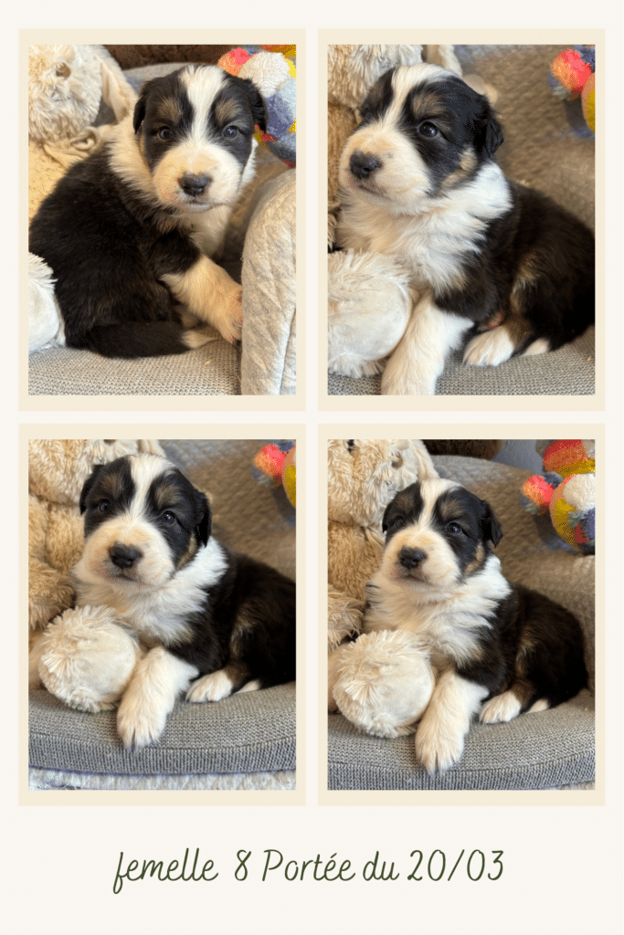 Chiot femelle tricolore, femelle 8 Portée du 20/03. Portrait d'un petit chien noir, blanc et feu sur un panier gris.