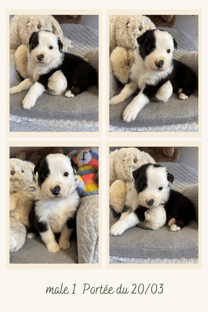 Chiot Border Collie noir et blanc, mâle 1 portée du 20/03, posant avec des peluches dans un panier.