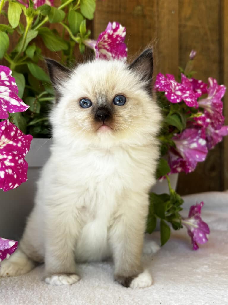 Adorable Chaton Ragdoll aux Yeux Bleus et Pétunias Chaton Ragdoll crème aux yeux bleus intenses assis paisiblement parmi des pétunias roses tachetés.