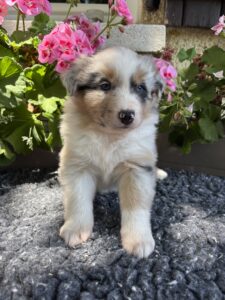 Adorable chiot Berger Australien bleu merle assis devant des géraniums roses dans un jardin.