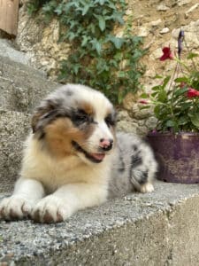 Chiot Berger Australien bleu merle couché sur un escalier en pierre.