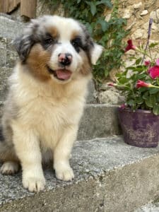 Chiot berger australien bleu merle souriant sur des marches en pierre près de fleurs roses.