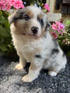 Chiot Berger Australien bleu merle aux yeux bleus assis devant des fleurs roses sur un tapis gris.