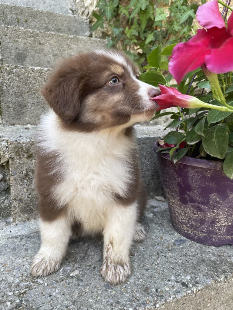 Chiot Berger Australien sentant une fleur rose au jardin Chiot Berger Australien marron et blanc sentant une fleur rose mandevilla.
