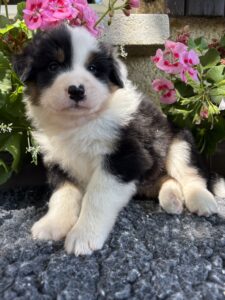 Petit chiot Berger Australien noir et blanc à côté de fleurs roses sur un tapis gris moelleux.