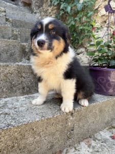 Chiot Berger Australien tricolore assis sur des marches en pierre.