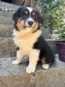 Chiot Berger Australien tricolore assis calmement sur des marches en pierre.