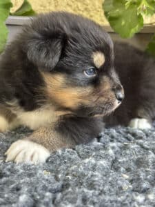 Chiot Berger Australien tricolore avec un œil bleu couché sur un tapis gris, entouré de feuilles vertes.