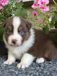 Chiot mignon aux yeux bleus, pelage marron et blanc, assis à côté de géraniums roses dans un jardin.