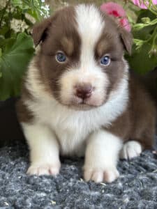 Mignon chiot marron et blanc aux yeux bleus perçants posant calmement devant des fleurs roses.