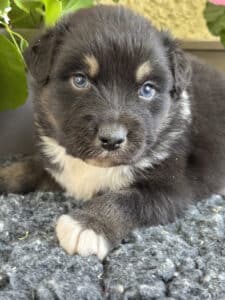 Chiot noir et blanc aux yeux bleus intenses, avec des sourcils beiges, allongé sur un tapis gris texturé.