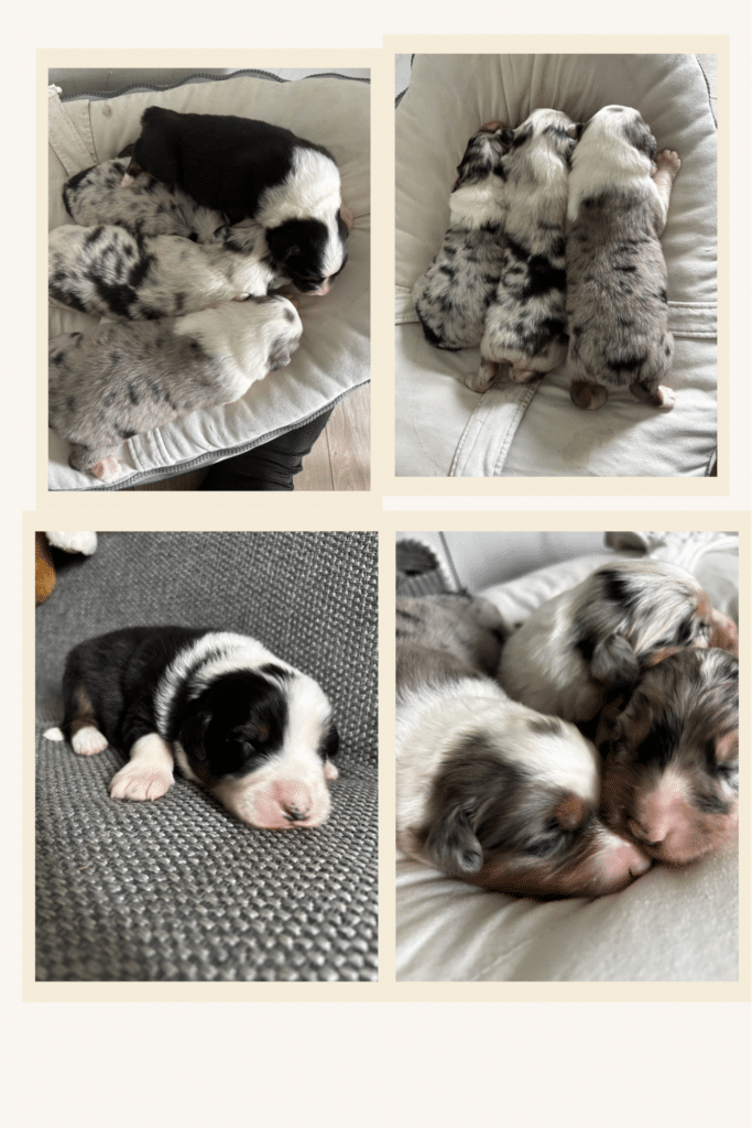 Chiots Bergers Australiens Nouveau-nés : Adorable Portée Quatre chiots Bergers Australiens nouveau-nés, merles et tricolores, dorment paisiblement sur un coussin doux.